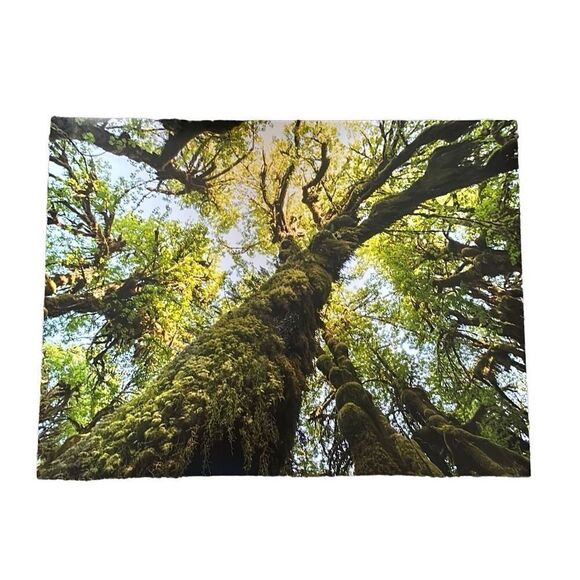 Hoh Rainforest Washington Photography Print 18x24 (1of3) - Picture 1 of 5